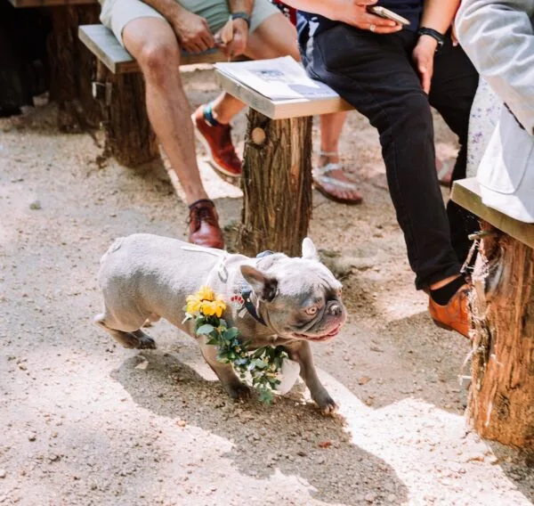 A gray French bulldog with a floral collar walks on a dirt path. People sit on wooden benches in the background.