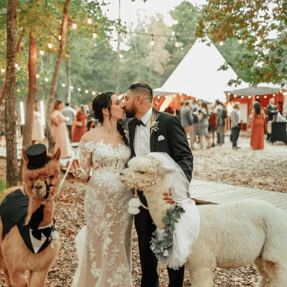 Bride and groom kissing surrounded by alpacas in wedding attire, Nordic tipis and forest setting in background, capturing a unique and scenic wedding experience at The Shire Tipis in Huntsville.